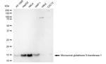 MGST1 Antibody in Western Blot (WB)