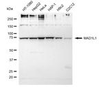 MAD1 Antibody in Western Blot (WB)
