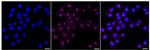c-Mpl Recombinant Rabbit Monoclonal Antibody (24GB470)
