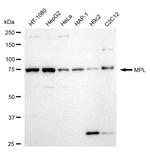 c-Mpl Antibody in Western Blot (WB)