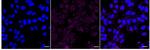 MS4A14 Recombinant Rabbit Monoclonal Antibody (24GB3545)