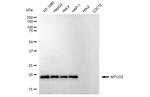 MTCO2 Antibody in Western Blot (WB)