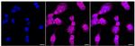 MBNL1 Recombinant Rabbit Monoclonal Antibody (24GB610)