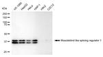MBNL1 Antibody in Western Blot (WB)