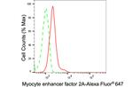 MEF2A Antibody in Flow Cytometry (Flow)