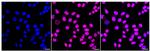 MEF2A Antibody in Immunocytochemistry (ICC/IF)