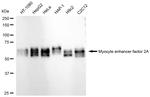 MEF2A Antibody in Western Blot (WB)