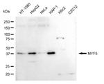 MYF5 Antibody in Western Blot (WB)