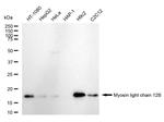MRLC2 Antibody in Western Blot (WB)