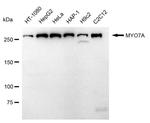 MYO7A Antibody in Western Blot (WB)