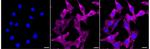 NPR3 Recombinant Rabbit Monoclonal Antibody (24GB3585)