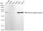 NPR3 Antibody in Western Blot (WB)