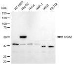 NCK2 Antibody in Western Blot (WB)