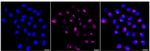 HEC1 Recombinant Rabbit Monoclonal Antibody (24GB415)
