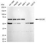 HEC1 Antibody in Western Blot (WB)