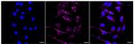 NDUFB4 Recombinant Rabbit Monoclonal Antibody (24GB500)