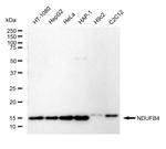 NDUFB4 Antibody in Western Blot (WB)