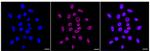 NDUFC2 Recombinant Rabbit Monoclonal Antibody (24GB505)