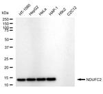 NDUFC2 Antibody in Western Blot (WB)