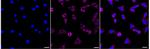 NDUFS2 Recombinant Rabbit Monoclonal Antibody (24GB495)