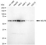 COBRA1 Antibody in Western Blot (WB)