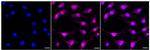 NFE2 Recombinant Rabbit Monoclonal Antibody (24GB520)