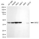 NFE2 Antibody in Western Blot (WB)