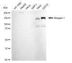 Nidogen Recombinant Rabbit Monoclonal Antibody (24GB4995)