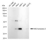 Nkx2.2 Recombinant Rabbit Monoclonal Antibody (24GB715)