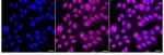 NME2 Recombinant Rabbit Monoclonal Antibody (24GB3730)