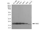 NME2 Antibody in Western Blot (WB)