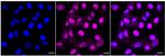 NMI Recombinant Rabbit Monoclonal Antibody (24GB190)