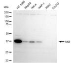NMI Antibody in Western Blot (WB)