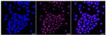 NOLC1 Antibody in Immunocytochemistry (ICC/IF)
