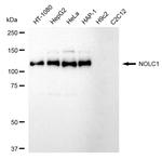 NOLC1 Antibody in Western Blot (WB)
