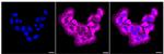 NPC1 Recombinant Rabbit Monoclonal Antibody (24GB620)