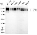 NPC1 Antibody in Western Blot (WB)