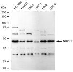 TLX Antibody in Western Blot (WB)