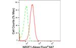 NR2F1 Antibody in Flow Cytometry (Flow)