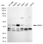NR2F1 Antibody in Western Blot (WB)