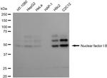 NFIB Antibody in Western Blot (WB)