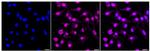 NUP107 Recombinant Rabbit Monoclonal Antibody (24GB155)