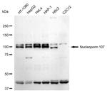 NUP107 Antibody in Western Blot (WB)