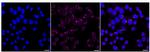 NUDT19 Recombinant Rabbit Monoclonal Antibody (24GB150)
