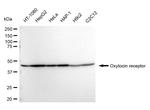 Oxytocin Receptor Antibody in Western Blot (WB)