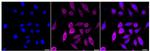 P4HTM Antibody in Immunocytochemistry (ICC/IF)