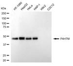 P4HTM Antibody in Western Blot (WB)