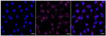 PAF1 Recombinant Rabbit Monoclonal Antibody (24GB625)