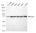 PAF1 Antibody in Western Blot (WB)