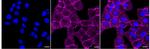 PAG1 Recombinant Rabbit Monoclonal Antibody (24GB685)
